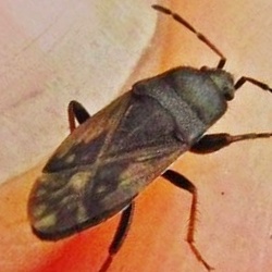 Megalonotus emarginatus